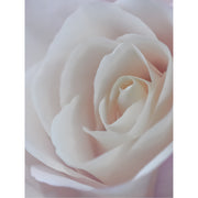 Een witte camelia (Camellia japonica), ook wel bekend als de Japanse roos.