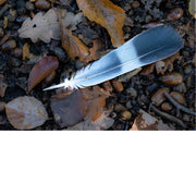 Een verloren pluim ligt tussen de gevallen blaadjes en eikels.