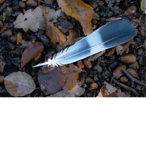 Een verloren pluim ligt tussen de gevallen blaadjes en eikels.