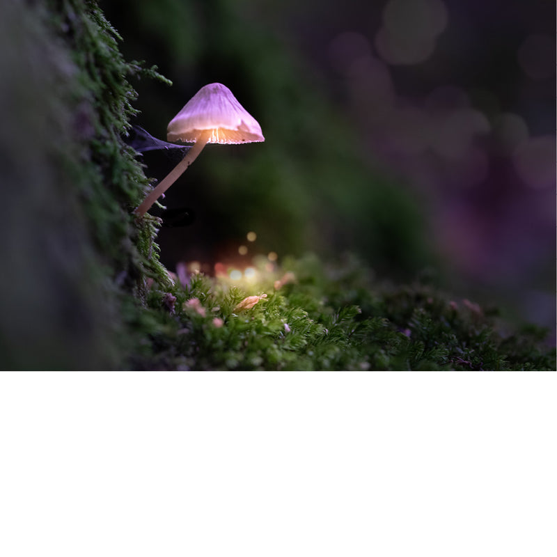 Door de mooie belichting, lijkt dit paddenstoeltje wel een roze lampje.