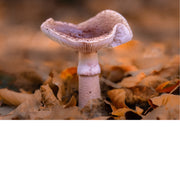 Deze paddenstoel is de parelamaniet (Amanita rubescens), ook wel bekend als de "blusher". 