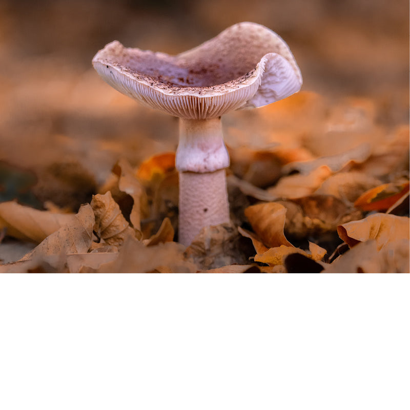 Deze paddenstoel is de parelamaniet (Amanita rubescens), ook wel bekend als de "blusher". 