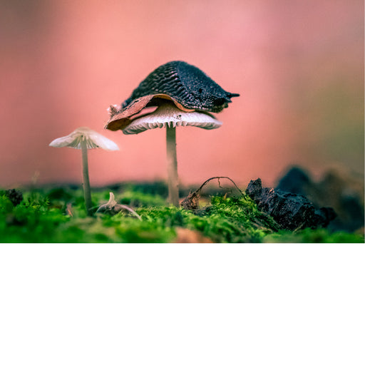 Deze slak gebruik een paddenstoeltje voor een mooi uitzicht op de omgeving.