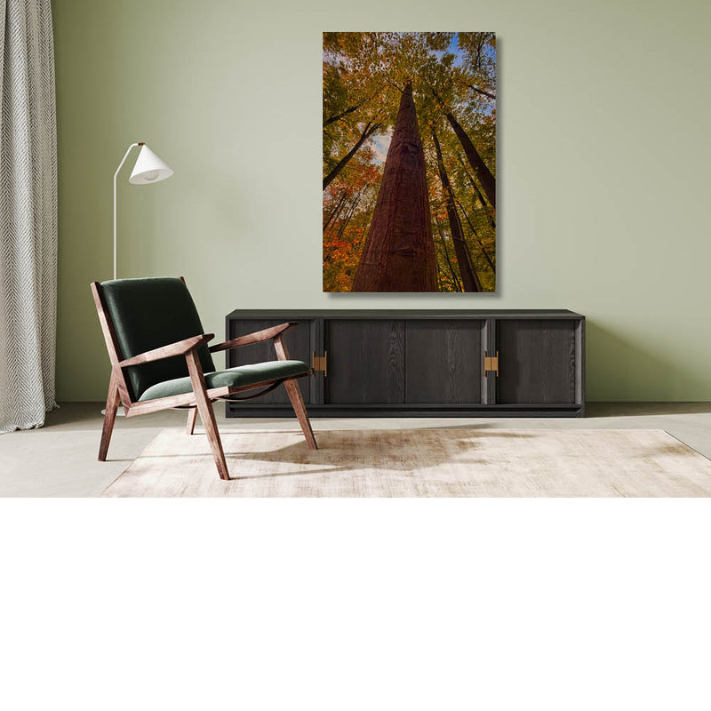 Hoge bomen. Heel hoge bomen.