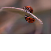 Twee lieveheersbeestjes zitten op hetzelfde blad.