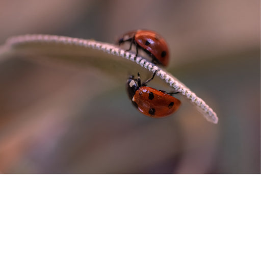 Twee lieveheersbeestjes zitten op hetzelfde blad.