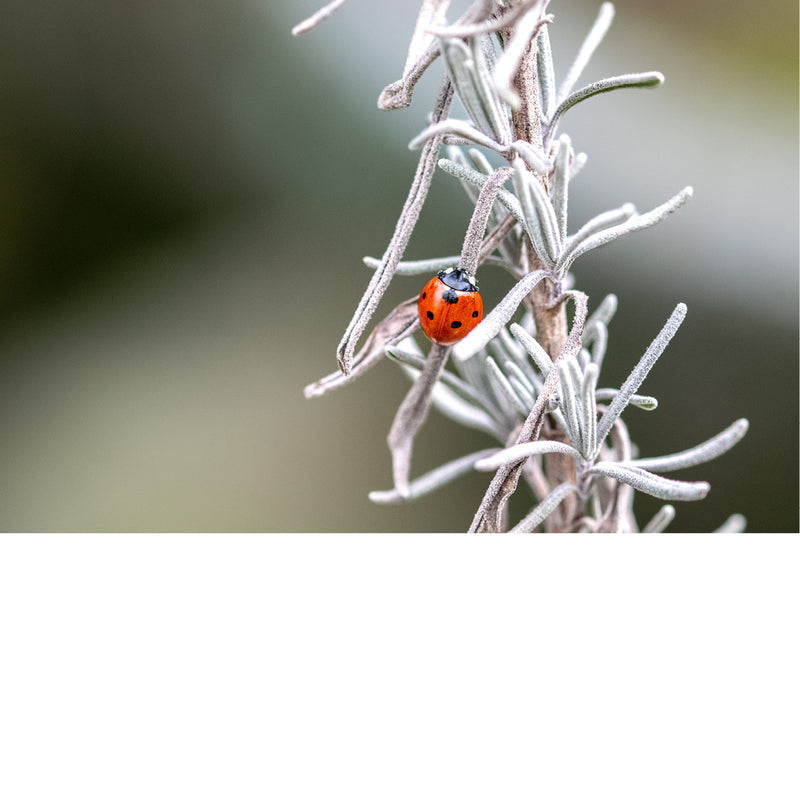 Een lieveheersbeestje is op avontuur