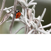 Een lieveheersbeestje is op avontuur