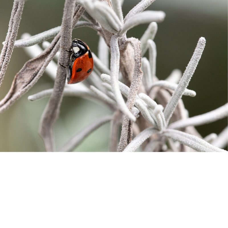 Een lieveheersbeestje is op avontuur