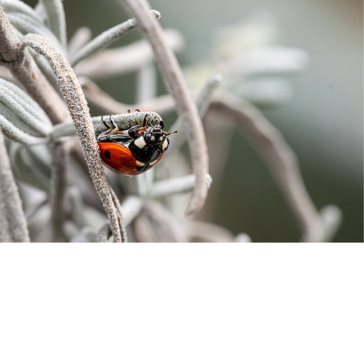 Een lieveheersbeestje is op avontuur