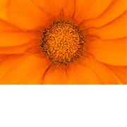 De goudsbloem is een eenjarige plant uit de composietenfamilie (Asteraceae). De plant heeft meestal oranje, maar soms ook gele bloemen. 