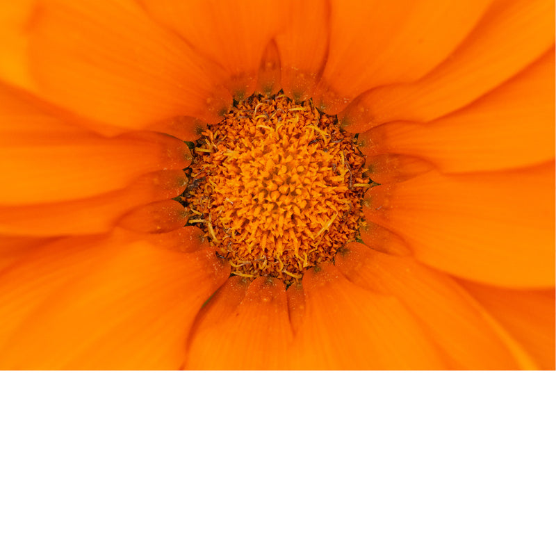 De goudsbloem is een eenjarige plant uit de composietenfamilie (Asteraceae). De plant heeft meestal oranje, maar soms ook gele bloemen. 