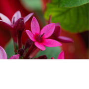 Detail van een Pentas lanceolata, ook wel bekend als de Egyptische sterbloem of stercluster. 