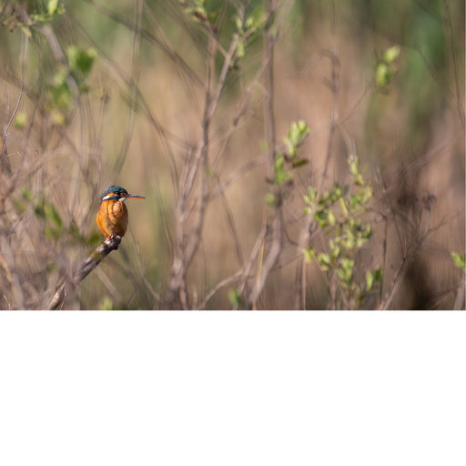 De ijsvogel leeft in de buurt van langzaam stromende wateren zoals rivieren en vijvers, waar hij zich voedt met vissen, insecten en kikkers. 
