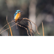 De ijsvogel staat bekend om zijn helderblauwe en oranje veren en zijn lange, puntige snavel. 
