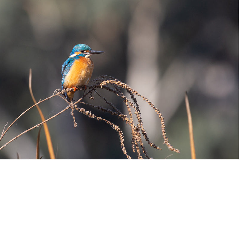 De ijsvogel staat bekend om zijn helderblauwe en oranje veren en zijn lange, puntige snavel. 