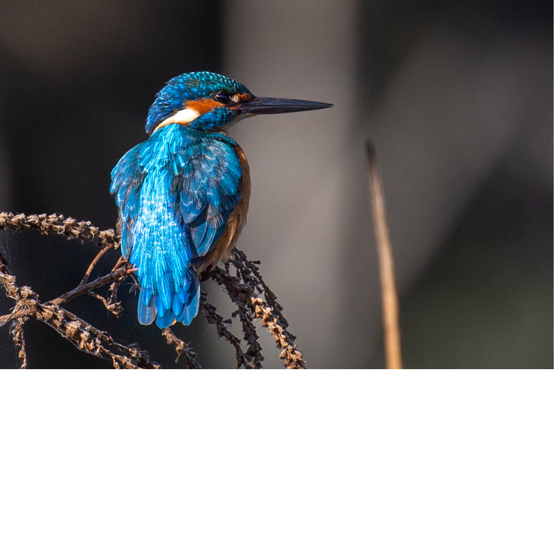 De ijsvogel is een kleine vogel die bekend staat om zijn felblauwe rug en oranjebruine buik. 