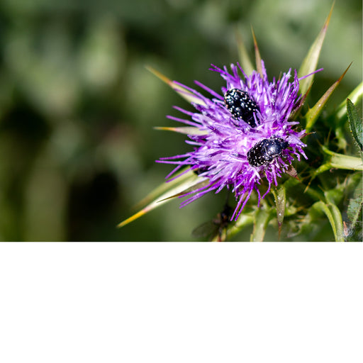 Een distelbloem, waarschijnlijk een mariadistel (Silybum marianum), met twee kevers erop. 