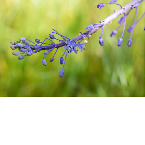 Een kuifhyacint (Leopoldia comosa, synoniem: Muscari comosum), een bolgewas uit de aspergefamilie. 