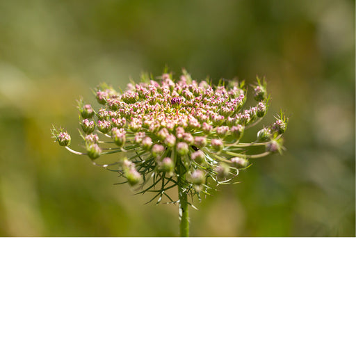 Dit is een bloeiende wilde peen (Daucus carota), ook wel bekend als vogelnestje. 