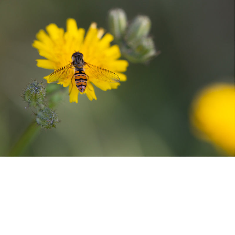 De marmeladezweefvlieg (Episyrphus balteatus) is een veelvoorkomende zweefvlieg die in tuinen, parken en zonnige bossen te vinden is.