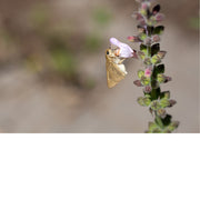 Deze kleine vlinder, waarschijnlijk een skipper, drinkt nectar uit de bloem van een salieplant.
