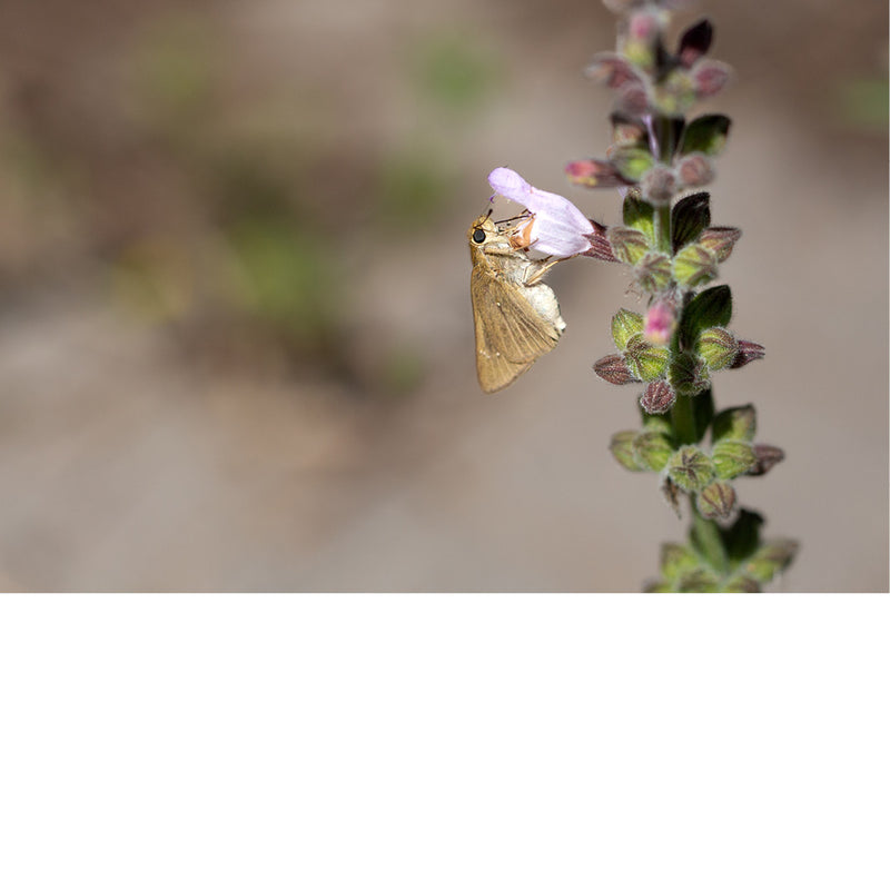 Deze kleine vlinder, waarschijnlijk een skipper, drinkt nectar uit de bloem van een salieplant.