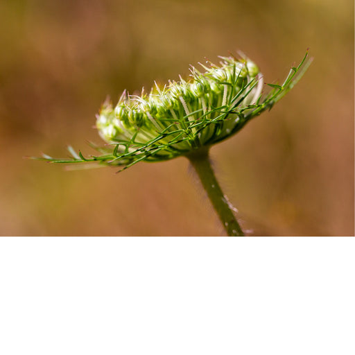 Dit is een bloeiende wilde peen (Daucus carota), ook wel bekend als vogelnestje. 
