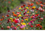 Veldbloemetjes op hun mooist, gewoon in het het veld.