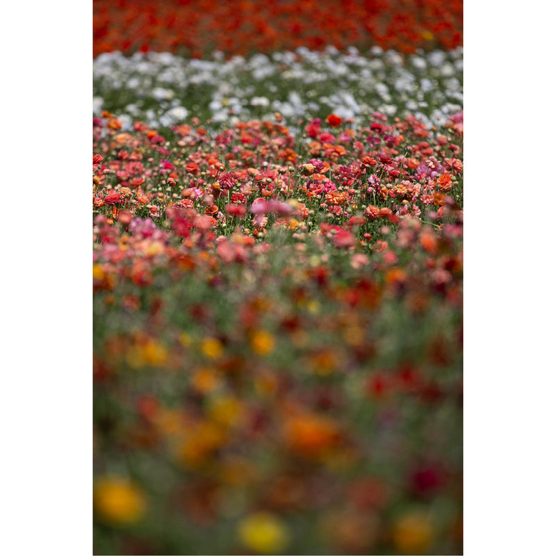 Veldbloemetjes op hun mooist, gewoon in het het veld.
