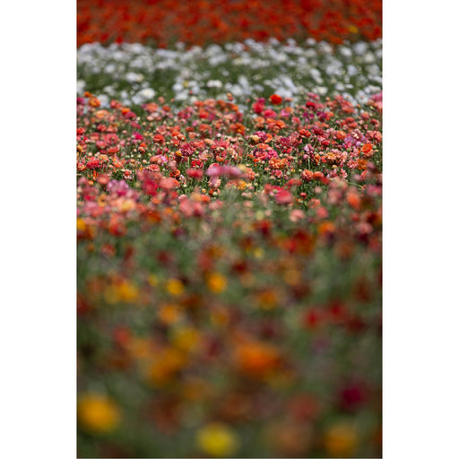 Veldbloemetjes op hun mooist, gewoon in het het veld.