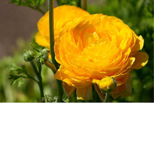 De Perzische boterbloem is inheems in het oostelijke Middellandse Zeegebied en het Nabije Oosten