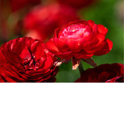 Dit is een ranonkel, ook wel bekend als de Perzische boterbloem (Ranunculus asiaticus). 