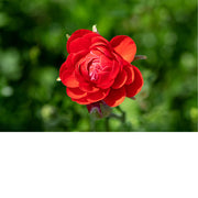 Dit is een ranonkel, ook wel bekend als de Perzische boterbloem (Ranunculus asiaticus). 