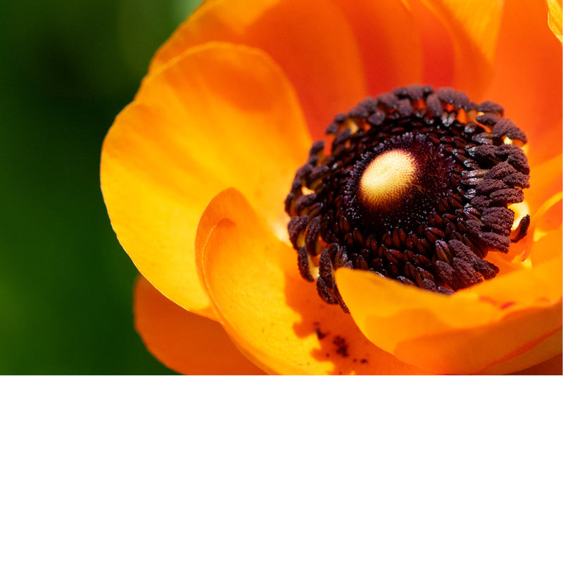 Dit is een ranonkel, ook wel bekend als de Perzische boterbloem (Ranunculus asiaticus). 