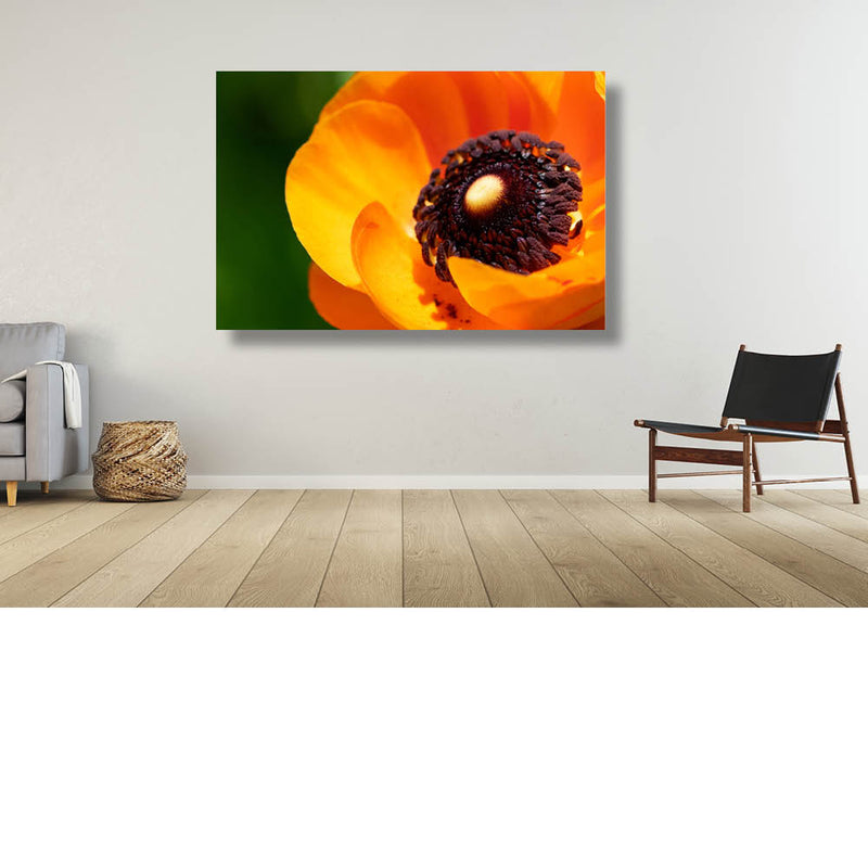 Oranje Ranonkel