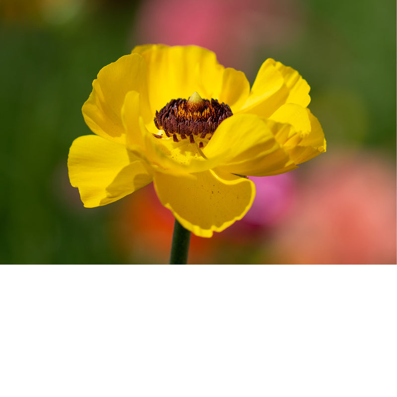 Dit is een ranonkel, ook wel bekend als de Perzische boterbloem (Ranunculus asiaticus). 