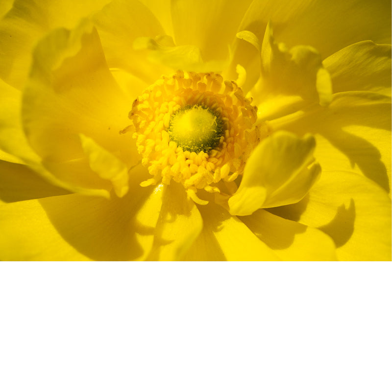 Dit is een ranonkel, ook wel bekend als de Perzische boterbloem (Ranunculus asiaticus). 