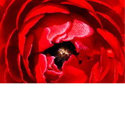 Dit is een ranonkel, ook wel bekend als de Perzische boterbloem (Ranunculus asiaticus). 