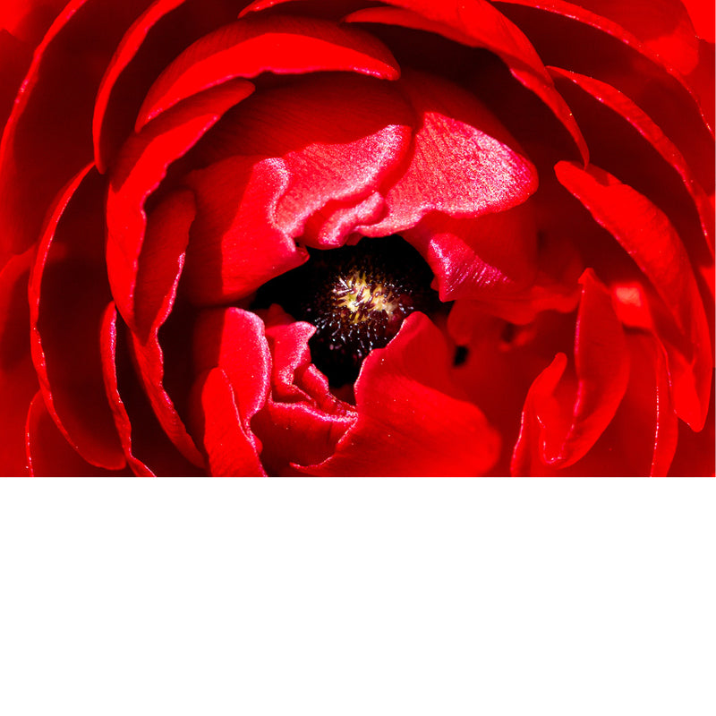 Dit is een ranonkel, ook wel bekend als de Perzische boterbloem (Ranunculus asiaticus). 