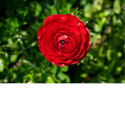 Dit is een ranonkel, ook wel bekend als de Perzische boterbloem (Ranunculus asiaticus). 