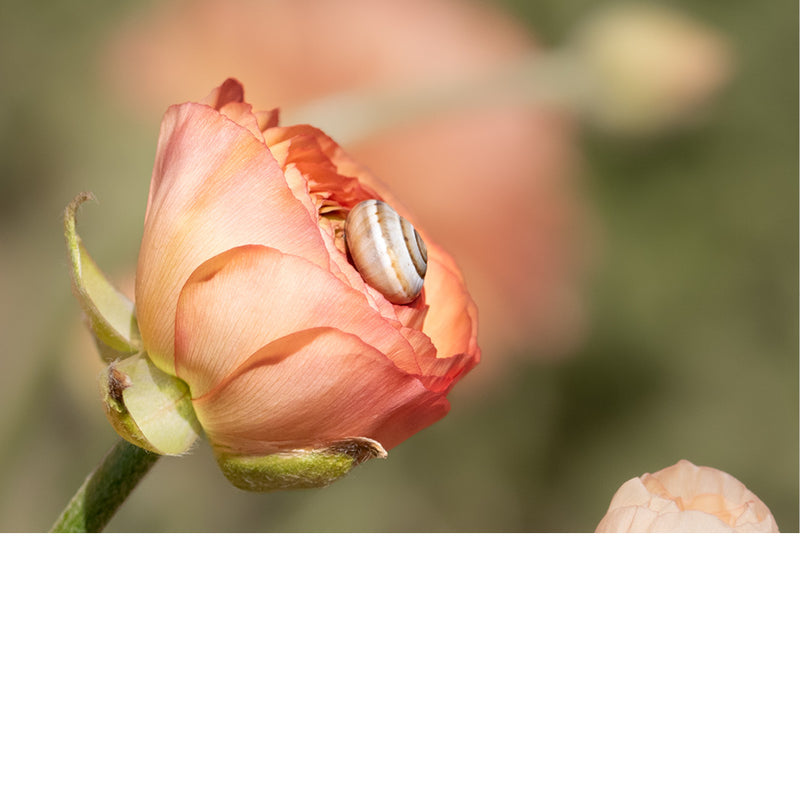 Deze witgestreepte tuinslak ligt lekker knus op de bloembaadjes.