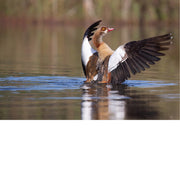Deze nijlgans maakt zich groot.