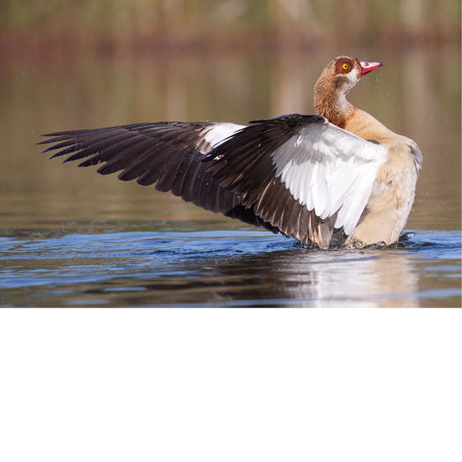 Het is gelukt! De nijlgans is veilig geland.