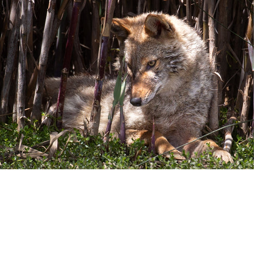 De coyote of prairiewolf is een roofdier uit de familie van de hondachtigen en is nauw verwant aan de wolf. 
