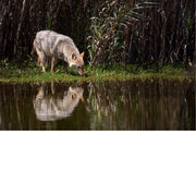De coyote of prairiewolf is een roofdier uit de familie van de hondachtigen en is nauw verwant aan de wolf. 
