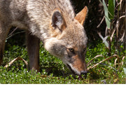 De coyote of prairiewolf is een roofdier uit de familie van de hondachtigen en is nauw verwant aan de wolf. 