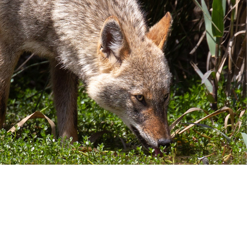 De coyote of prairiewolf is een roofdier uit de familie van de hondachtigen en is nauw verwant aan de wolf. 