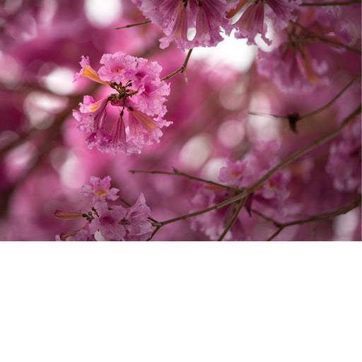Dit zijn bloemen van de roze trompetboom, die bekend staat onder verschillende wetenschappelijke namen, waaronder Handroanthus impetiginosus en Tabebuia rosea. 