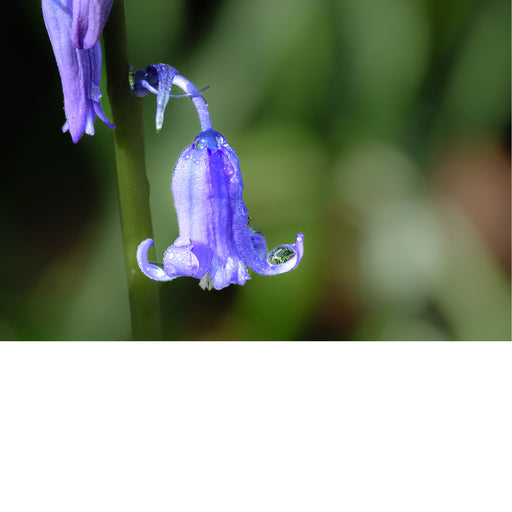 De boshyacint bloeit van half april tot eind mei, kleurt de bossen en verspreidt een lichte, zoete geur. 
